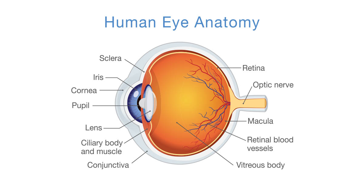 Your Eyes, Your Eyes Be cautious of Ocular Burns! Medchoice